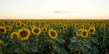 Aos 80 anos, veganismo enfrenta polarização entre direita e esquerda