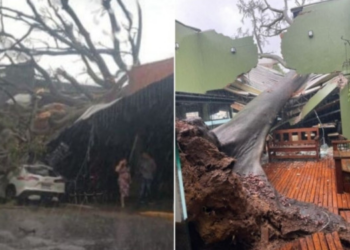 Forte chuva derruba árvore centenária sobre restaurante em MT; veja vídeo
