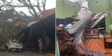 Forte chuva derruba árvore centenária sobre restaurante em MT; veja vídeo