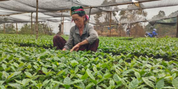 Em Dia Internacional, ONU valoriza papel das mulheres rurais na construção de futuro coletivo