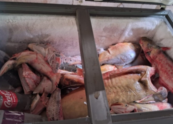 Sema apreende 81 quilos de pescado durante operação no Rio Vermelho em Rondonópolis