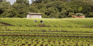 Nova lei regulamenta produção e comércio de bioinsumos no país