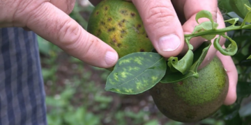 Citricultores paulistas devem entregar relatório até 15 de janeiro