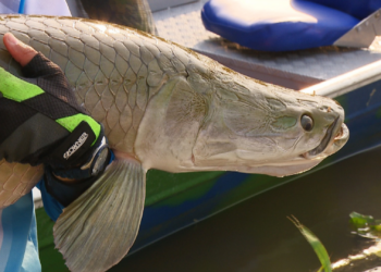 Quilo do Pirarucu é vendido em Rondônia por R$ 9,36 no valor médio