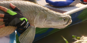 Quilo do Pirarucu é vendido em Rondônia por R$ 9,36 no valor médio