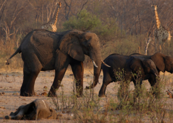 Tribunal dos EUA decide que elefantes não são gente e, portanto, não podem ter habeas corpus concedido
