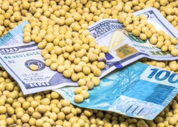 Mercado da soja inicia 2025 com estabilidade nos preços