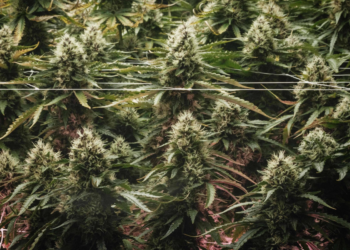 Indústria de maconha dos EUA murcha após frustração com governo Biden