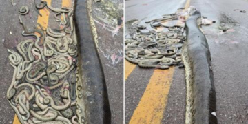 Sucuri que morreu atropelada tinha mais de 100 filhotes, veja vídeo