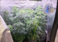 Estufa clandestina de maconha é fechada em Primavera do Leste; vídeo