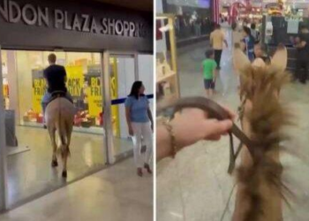 Polícia indicia influenciador que entrou com mula em shopping