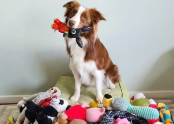 Cachorra 'superdotada'? A border collie brasileira que sabe 200 palavras e virou estrela de pesquisa