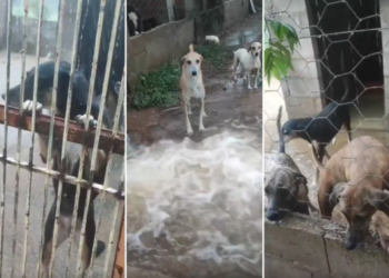 Abrigo de animais em VG perde tudo em enchente e precisa de doações; vídeo