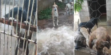 Abrigo de animais em VG perde tudo em enchente e precisa de doações; vídeo