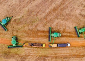 Produção de grãos em MT deve aumentar 4,4% na safra 2024/2025, estima Conab