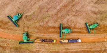 Produção de grãos em MT deve aumentar 4,4% na safra 2024/2025, estima Conab