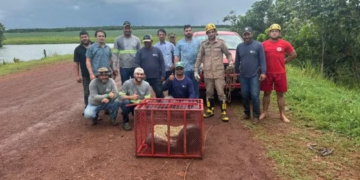 Sucuri de 5 metros é capturada em fazenda em MT