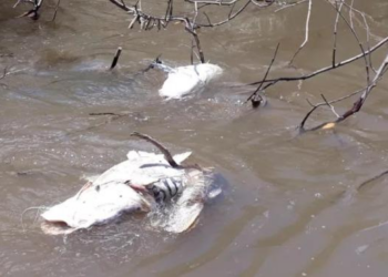 Justiça de MT bloqueia R$ 150 milhões de hidrelétrica