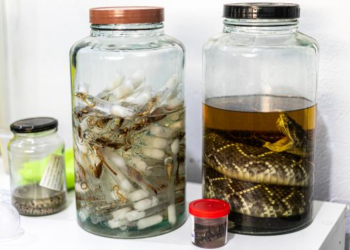 Foi picado por cobra ou escorpião? Saiba onde encontrar o soro em Cuiabá