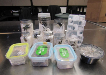 Besouros gigantes vivos são encontrados escondidos em carregamento de guloseimas japonesas em aeroporto dos EUA