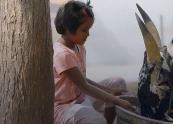 Meninas cuidam de touros perigosos como se fossem pets na Índia: 'Já atacou muitas pessoas, mas nunca vai me machucar'