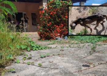 Cachorros são resgatados em casa abandonada e tutora é presa em flagrante