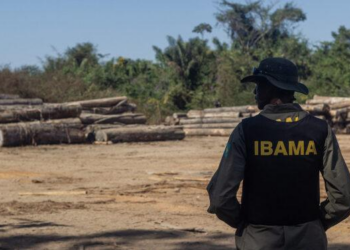 Ibama abre concurso público com salário inicial de R$ 9,9 mil; veja como se inscrever