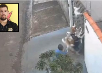 Delegado: Dono dos cães foi covarde e podia ter evitado a morte de gato