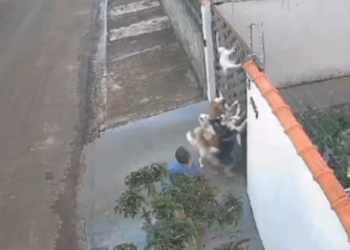 Mauro sobre tutor que assistiu ataque sem fazer nada: Tolerância zero para maus-tratos aos animais
