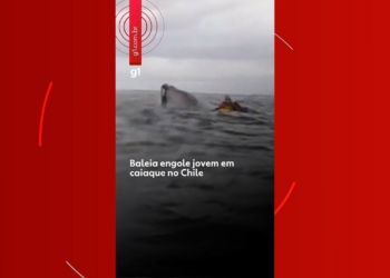 VÍDEO: Baleia engole e solta jovem que andava de caiaque no Chile: 'Achei que fosse uma onda'