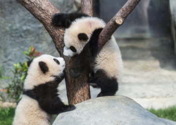'Pandamônio': gêmeos de 6 meses atraem multidão a parque de Hong Kong