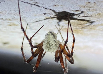 Fungo sequestra corpo de aranhas e as transforma em zumbis