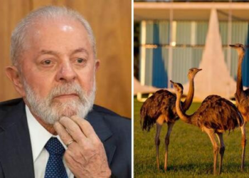 Lula sugere que o povo coma ovo de ema; "é do tamanho da cabeça de vocês"