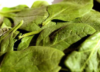 Comer espinafre cru ajuda a diminuir quantidade de lanches ao longo do dia? Entenda