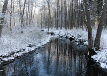 A floresta onde centenas de imigrantes arriscam suas vidas tentando entrar na Europa