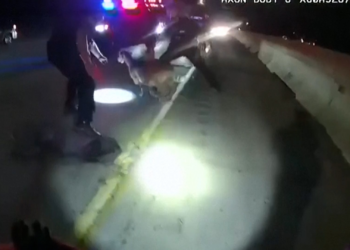 Cabra solta em rodovia nos EUA dá trabalho para policiais; VÍDEO mostra fuga e captura