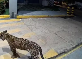 Onça é filmada tentando entrar em condomínio