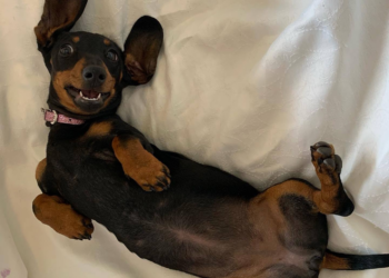 Perdida há mais de um ano, cachorra 'salsicha' é vista e inicia grande operação de busca em ilha na Austrália