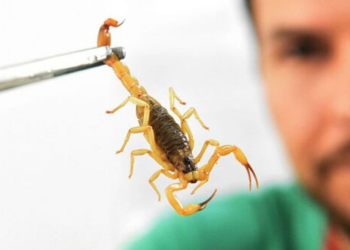 Ocorrências com animais peçonhentos em Cuiabá crescem 49% em janeiro