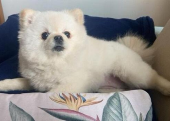 Cachorra leva tesouradas em pet shop e morre: "Quebrou o crânio dela todo"