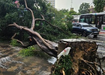Temporal derruba dezenas de árvores em São Paulo; veja imagens