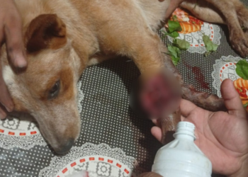 Bêbado mutila pata de cachorro com roçadeira; ONG faz vaquinha para pagar cirurgia