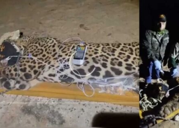 Onça que devorou caseiro é capturada no Pantanal; veja imagem