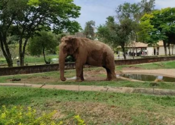 Elefante Sandro será transferido para santuário em Chapada dos Guimarães