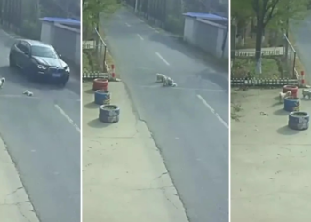 Vira-latas salvam cachorrinho atropelado por carro na China; VÍDEO mostra resgate