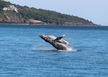 Nacionalidade dos Papas: qual país teve mais pontífices?