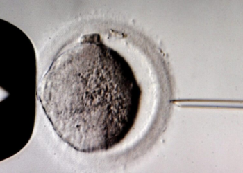 Devemos descartar embriões com alto risco de obesidade?