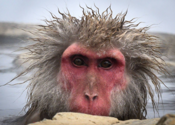 Como macacos que se coçam muito podem nos ajudar a entender as emoções e a consciência