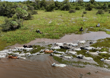 Chuva recorde na Bolívia faz vacas nadarem para fugir de cheias; VEJA