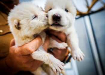 Muita calma, o Lobo-Terrível continua extinto